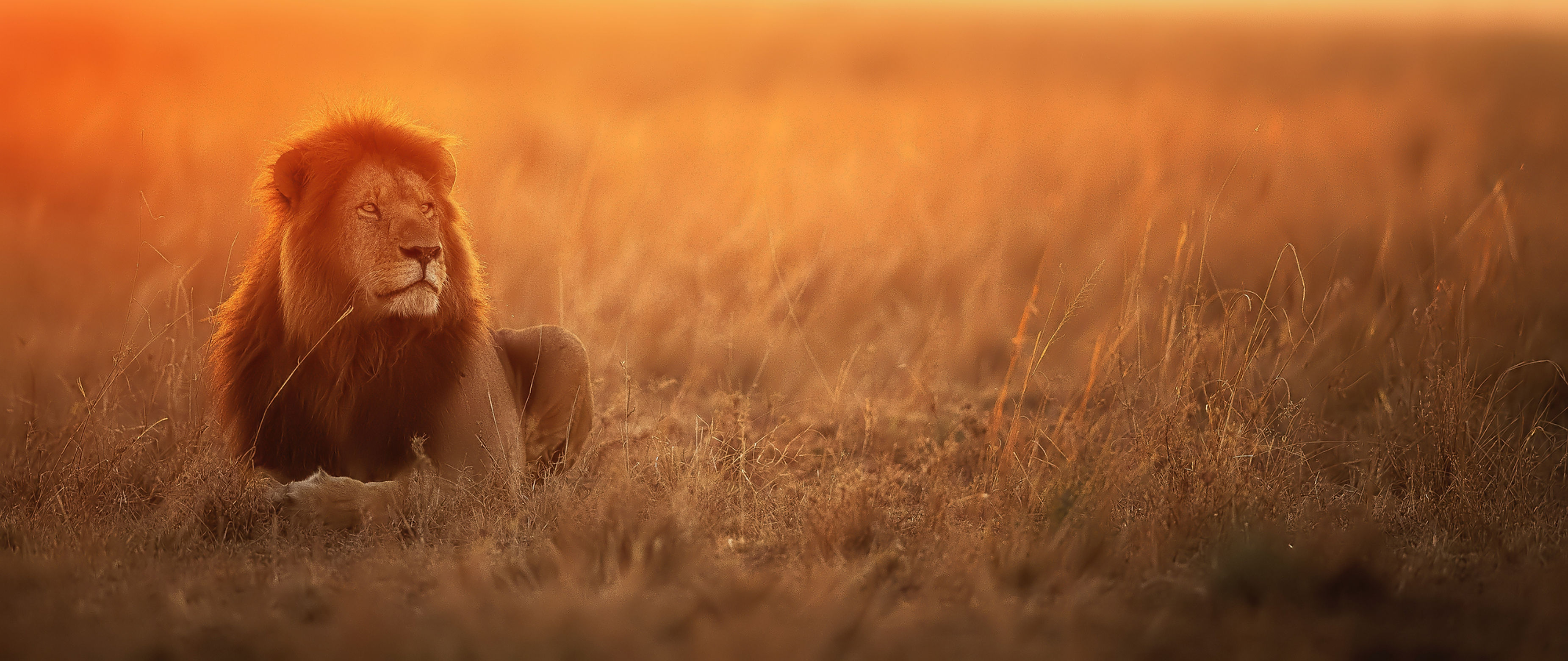 Lion at sunset